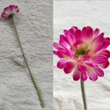 Gerbera (40cm）非洲菊 中粉色-Beauty Pink | Short Flowers