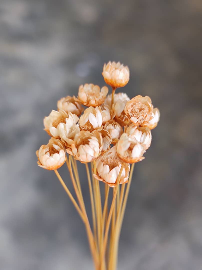 Dried Flowers Chimonanthus praecox (20Pcs) 干花腊梅 | Dried Flowers