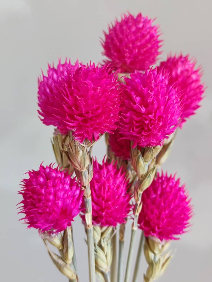 Dried Flowers Gomphrena globosa L. (12Pcs) 干花千日红 | Dried Flowers