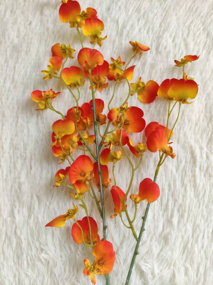 4 Heads Dancing-Doll Orchid (90cm) | Tall Flowers