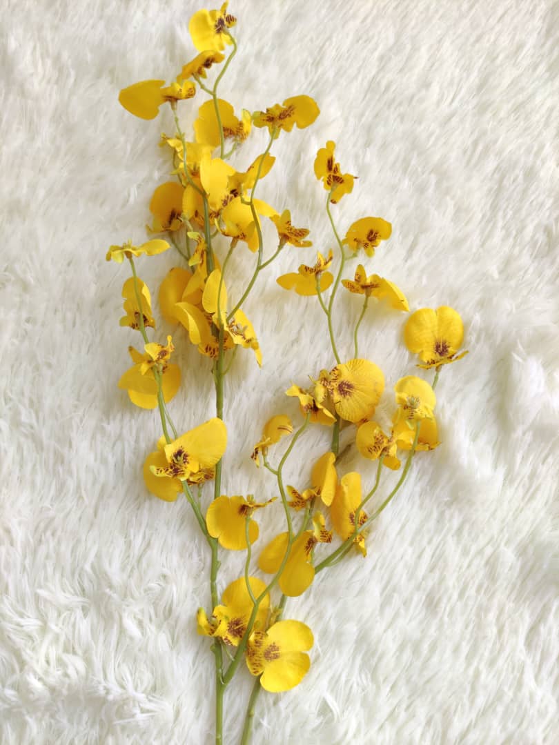 4 Heads Dancing-Doll Orchid (90cm) | Tall Flowers
