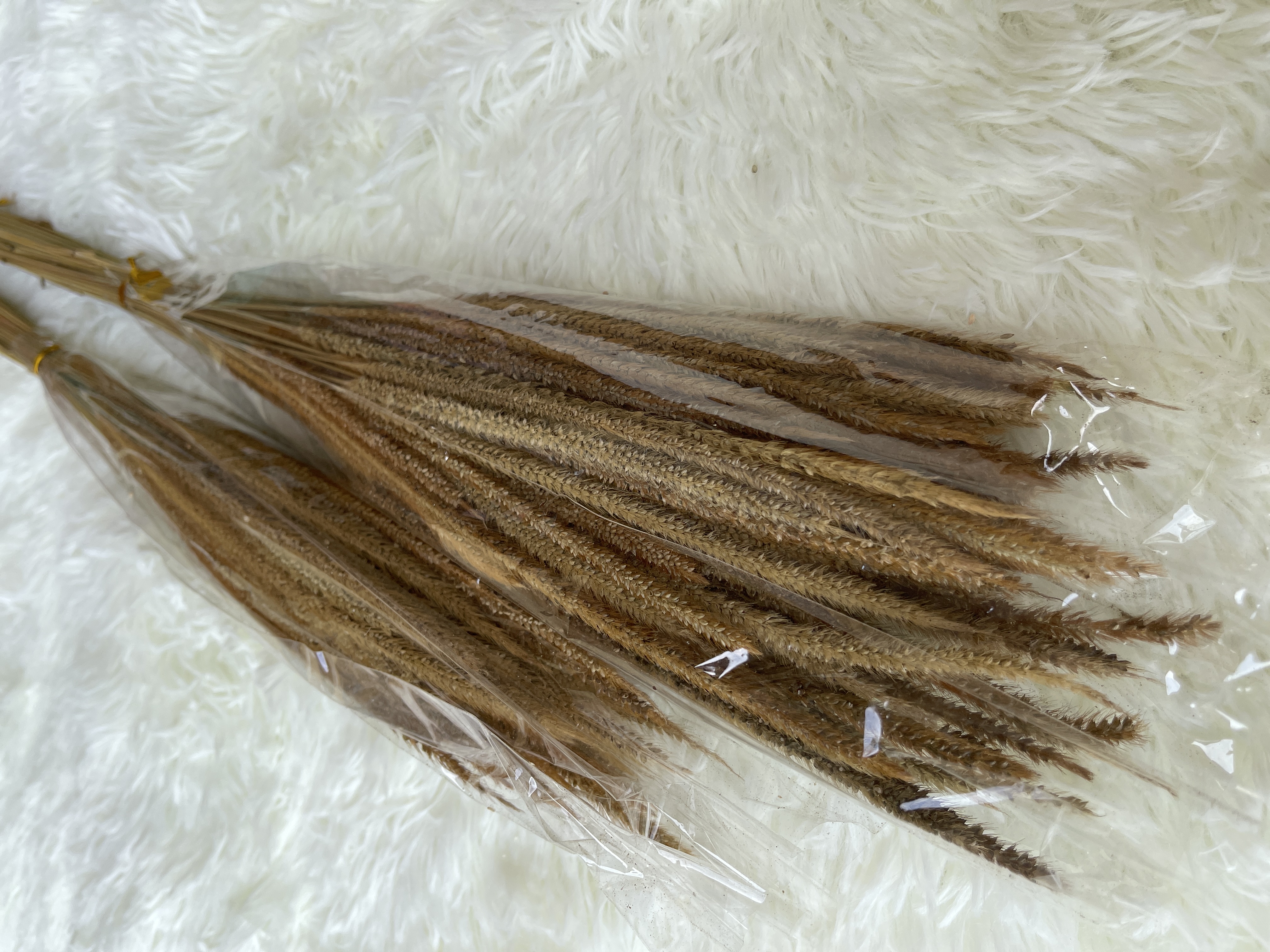 Solidago altissima 麒麟草 | Dried Flowers