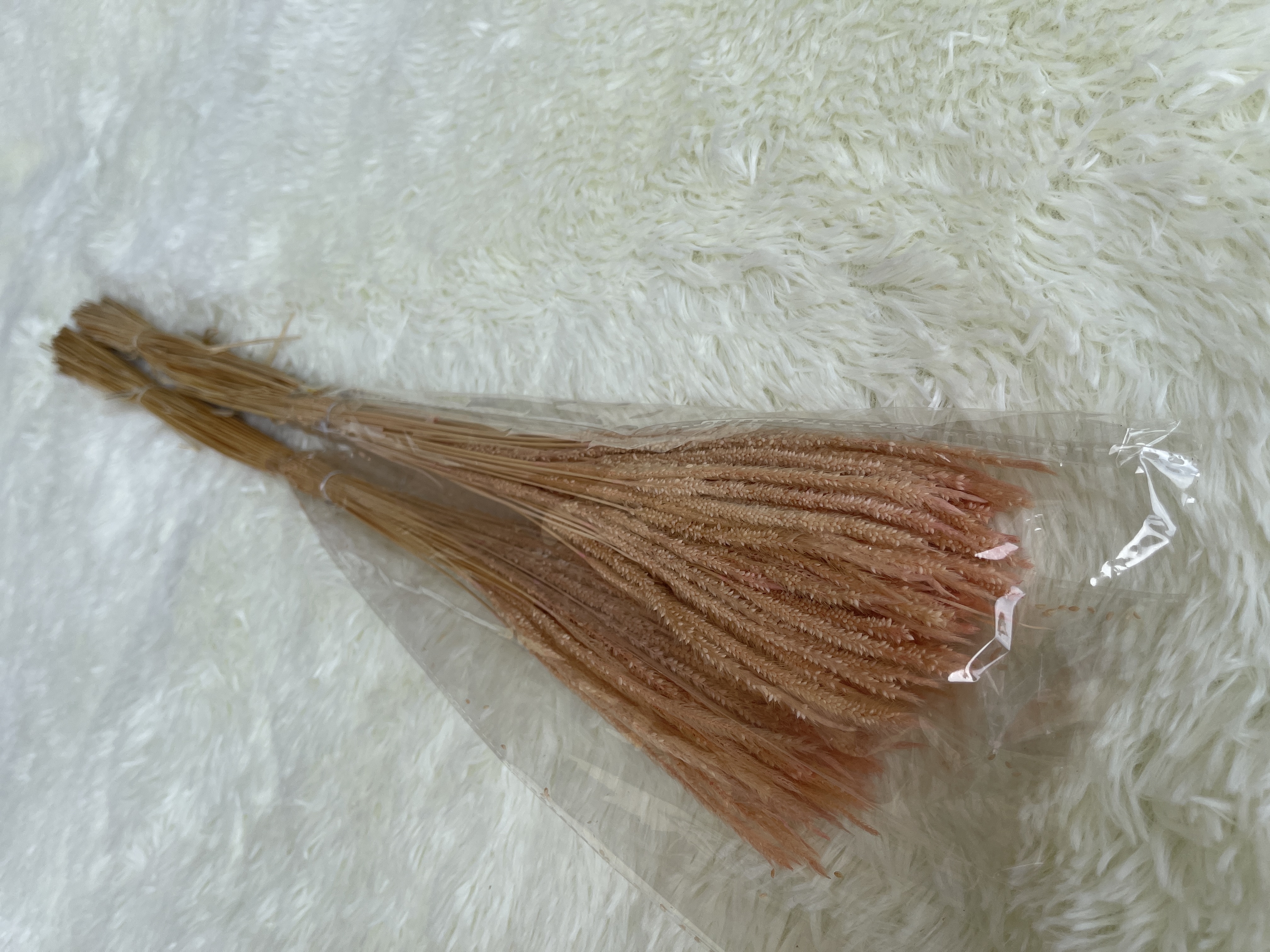 Solidago altissima 麒麟草 | Dried Flowers