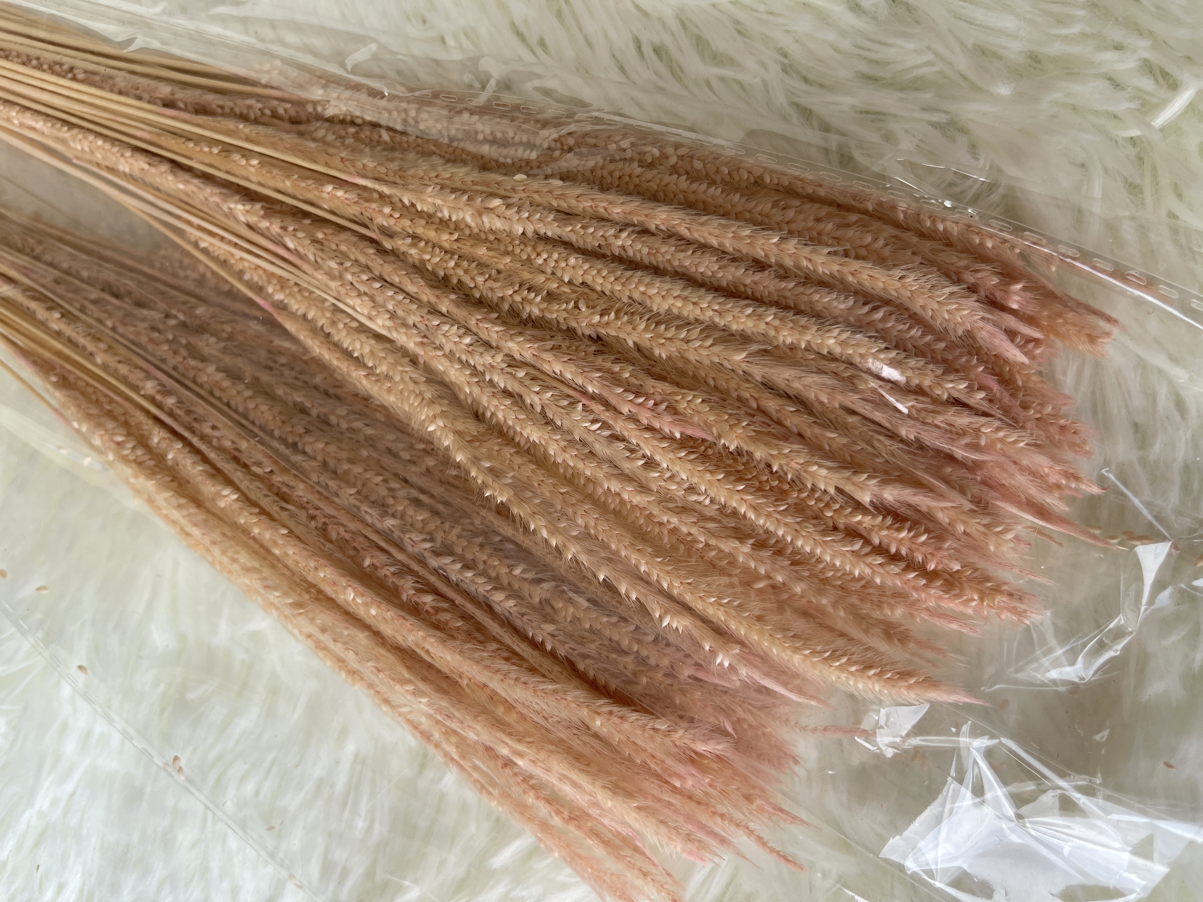 Solidago altissima 麒麟草 | Dried Flowers