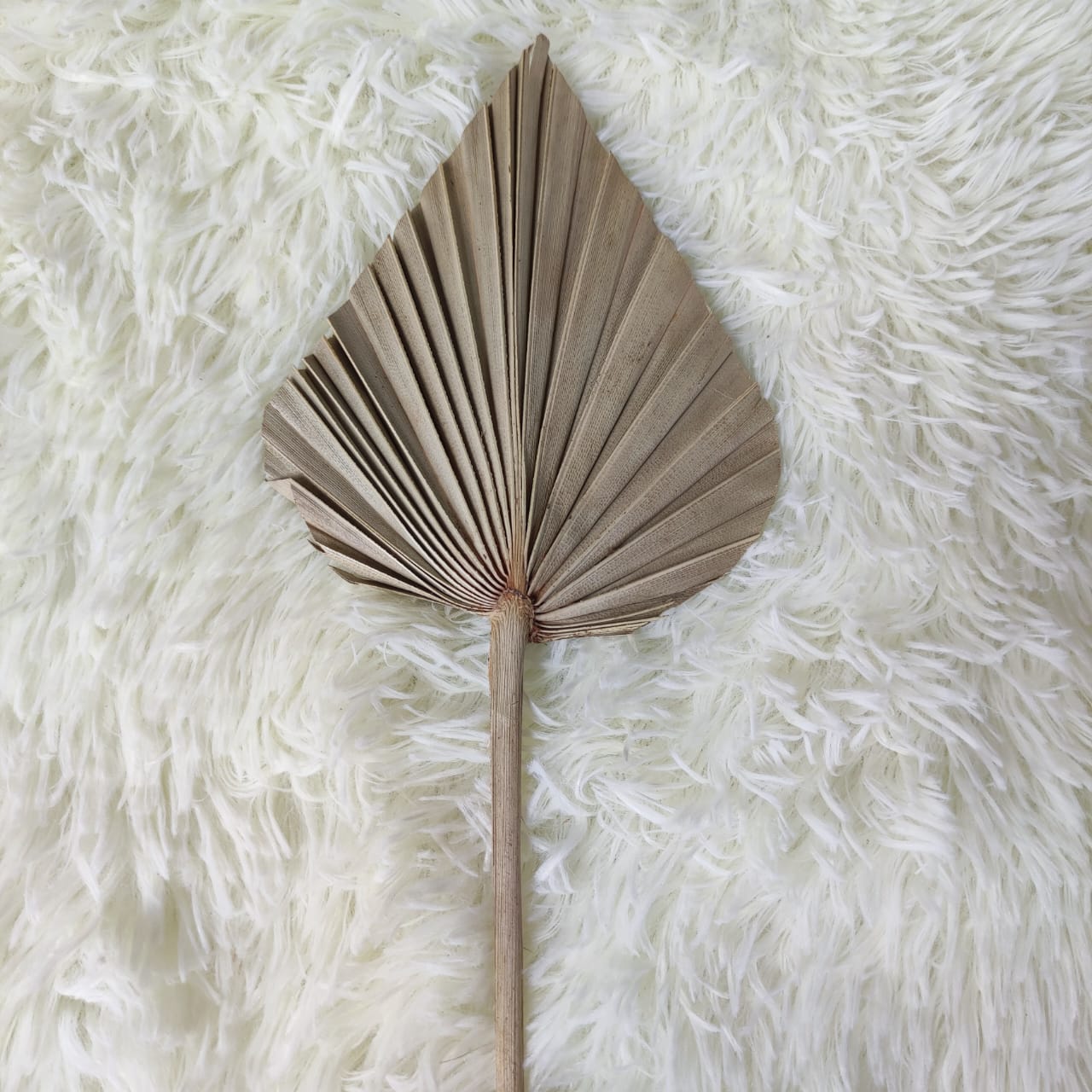 Mini Dried Flower Cattail Fan 迷你锤形蒲扇叶干花 原色-Natural | Dried Flowers