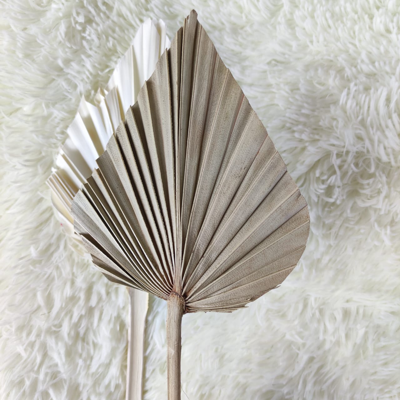 Mini Dried Flower Cattail Fan 迷你锤形蒲扇叶干花 原色-Natural | Dried Flowers