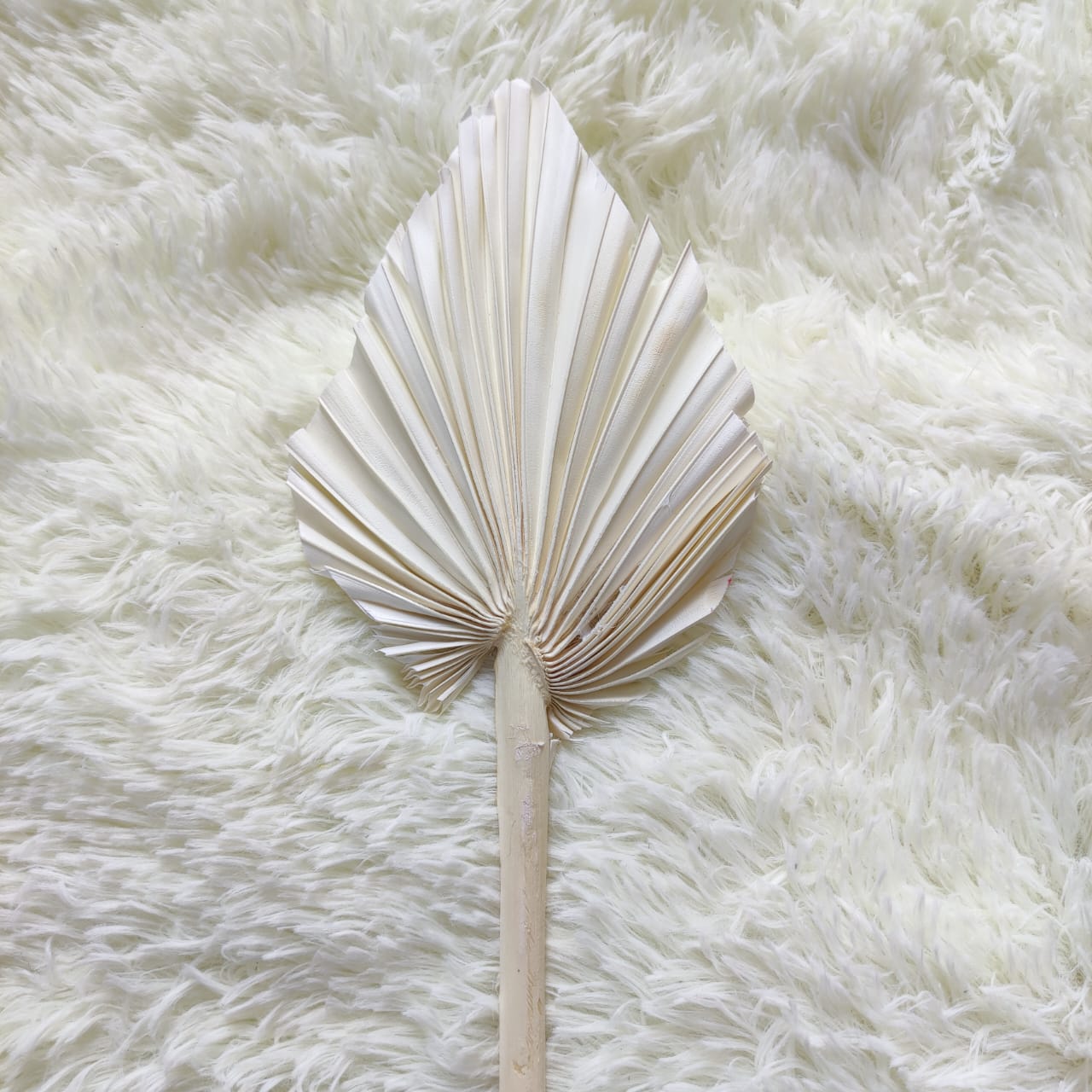 Mini Dried Flower Cattail Fan 迷你锤形蒲扇叶干花 白色-White | Dried Flowers