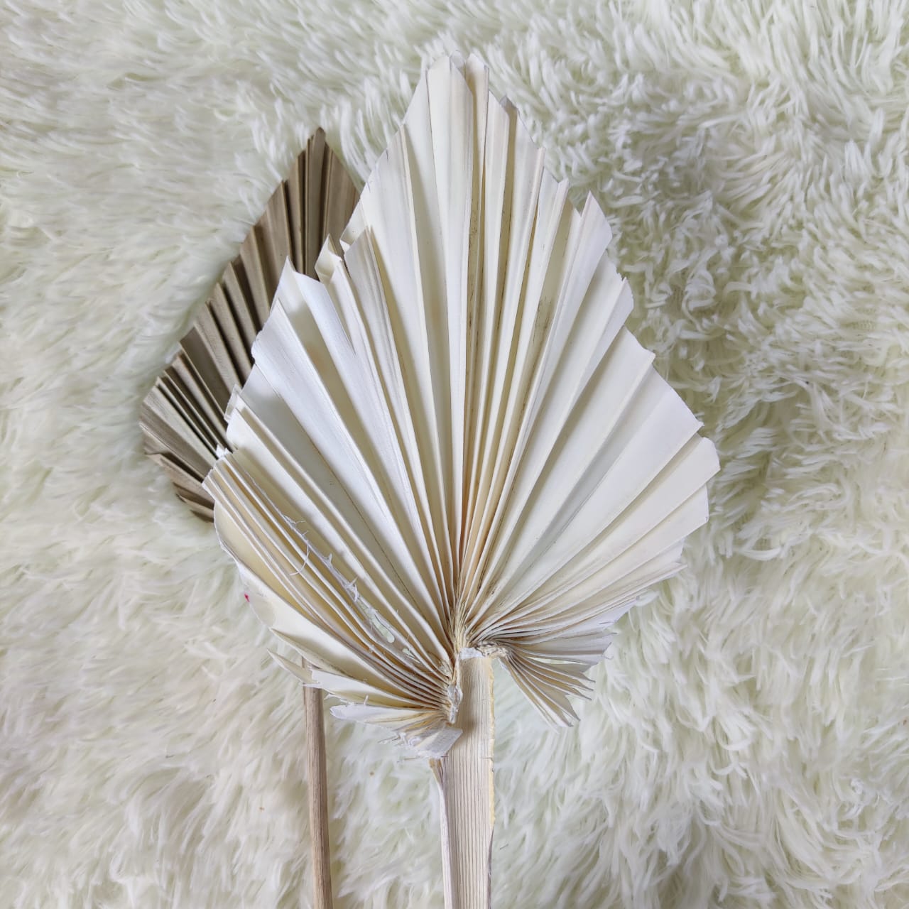 Mini Dried Flower Cattail Fan 迷你锤形蒲扇叶干花 白色-White | Dried Flowers