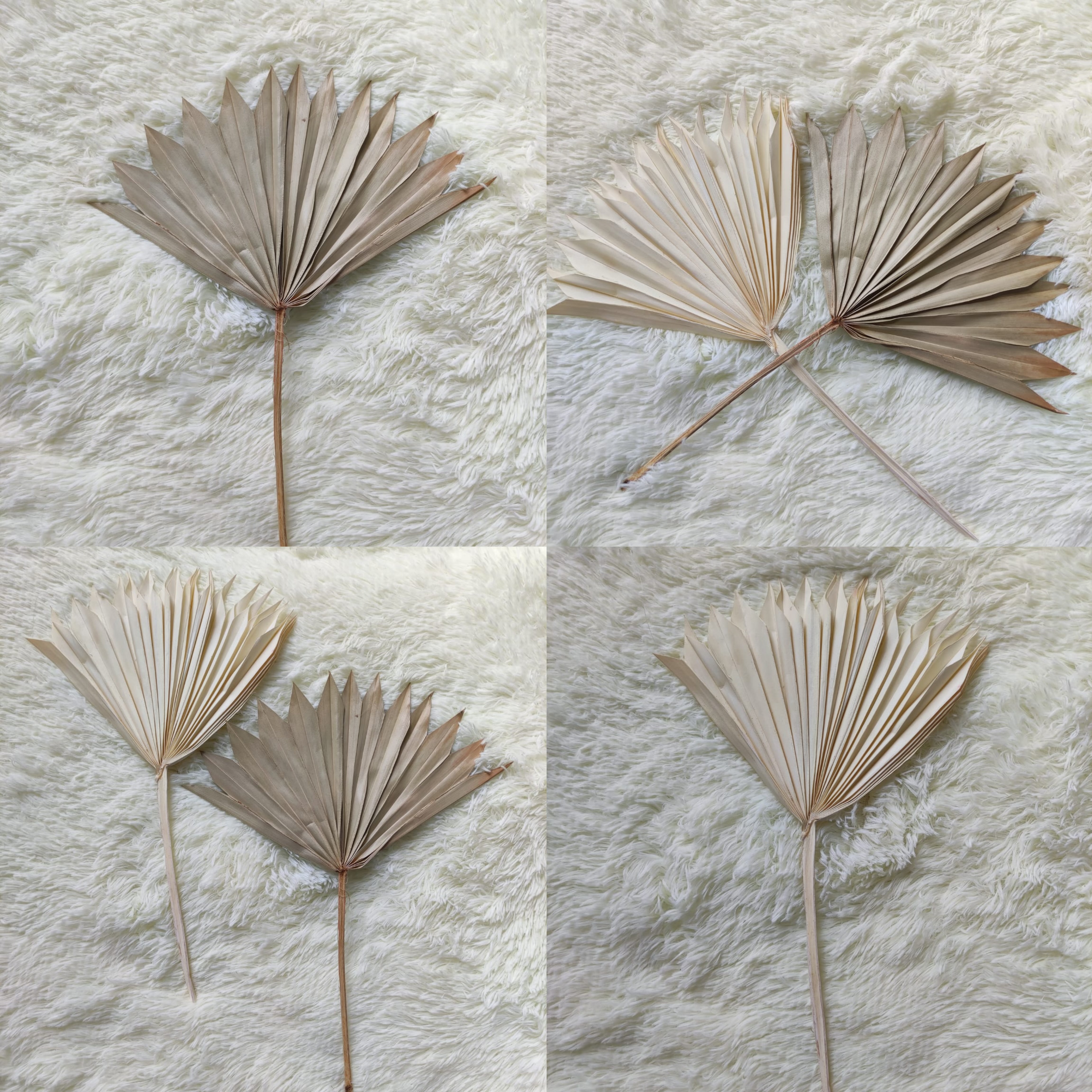 Mini Dried Flower Cattail Fan Sun-Shape 迷你太阳蒲扇叶干花 原色-Natural | Dried Flowers