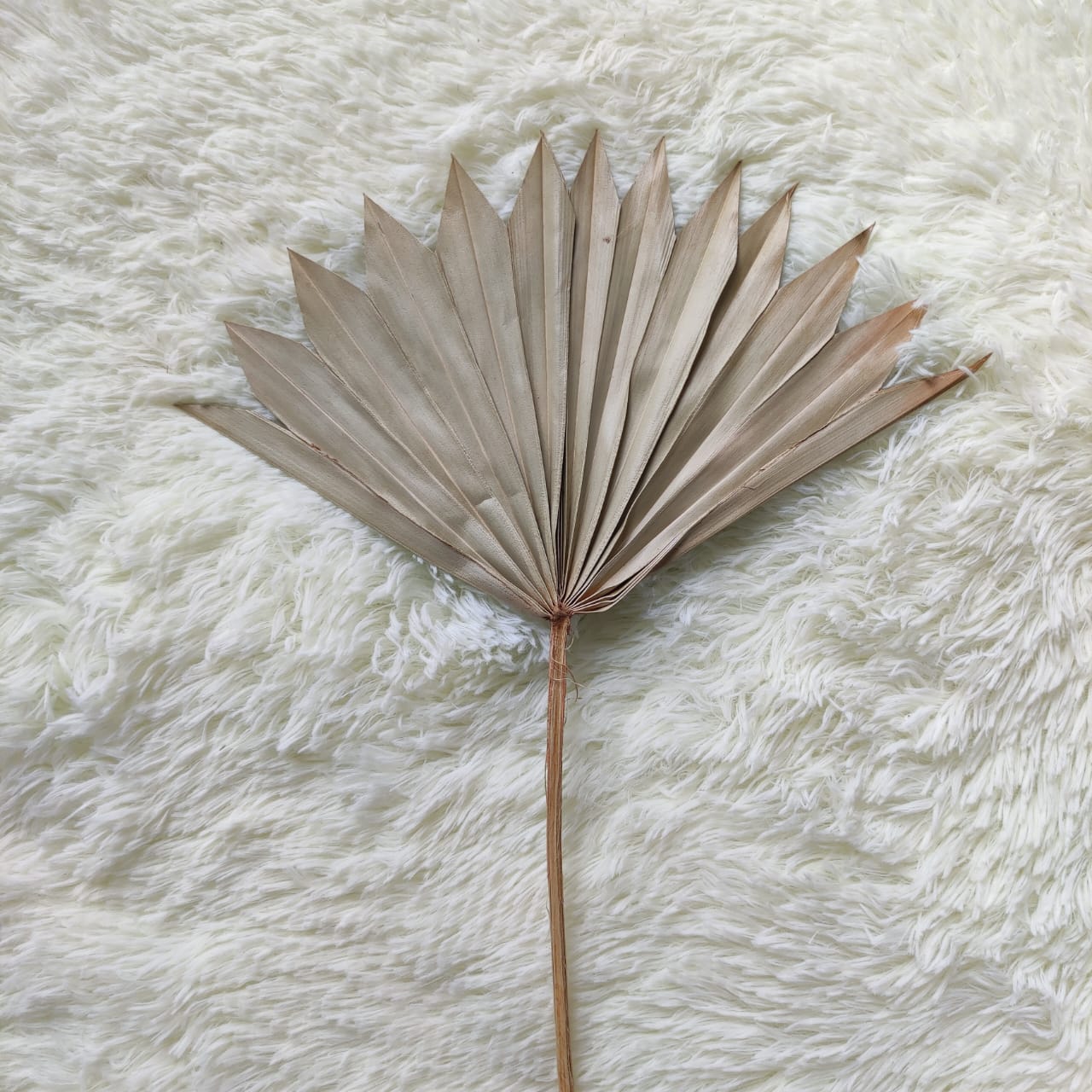 Mini Dried Flower Cattail Fan Sun-Shape 迷你太阳蒲扇叶干花 原色-Natural | Dried Flowers