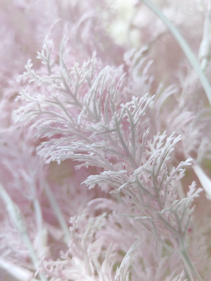Asparagus fern x 5 (60+/-cm) 迷雾垂钓叶 | Fillers
