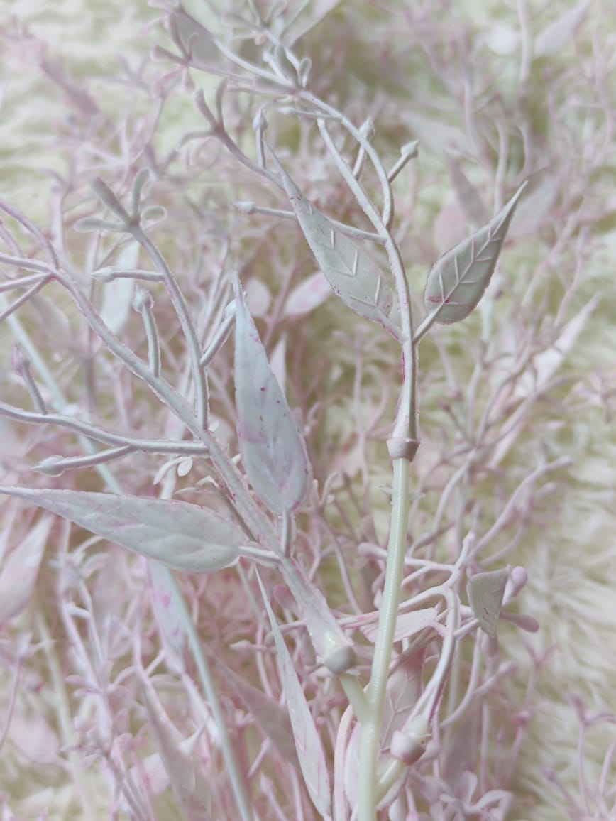 Platycerium wallichii Hook. x 5 (78cm) 垂钓鹿角-Light Pink | Fillers