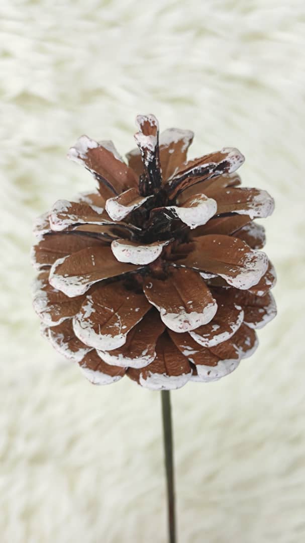 Pine cone (Small) 松果 | Decorative Accessories