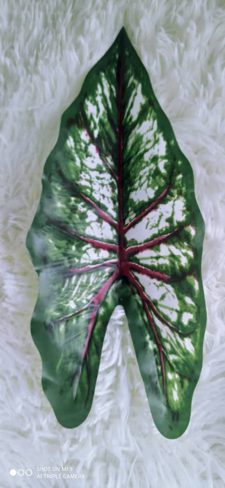 18 Heads Alocasia with Pot (70cm) | Trees & Plants