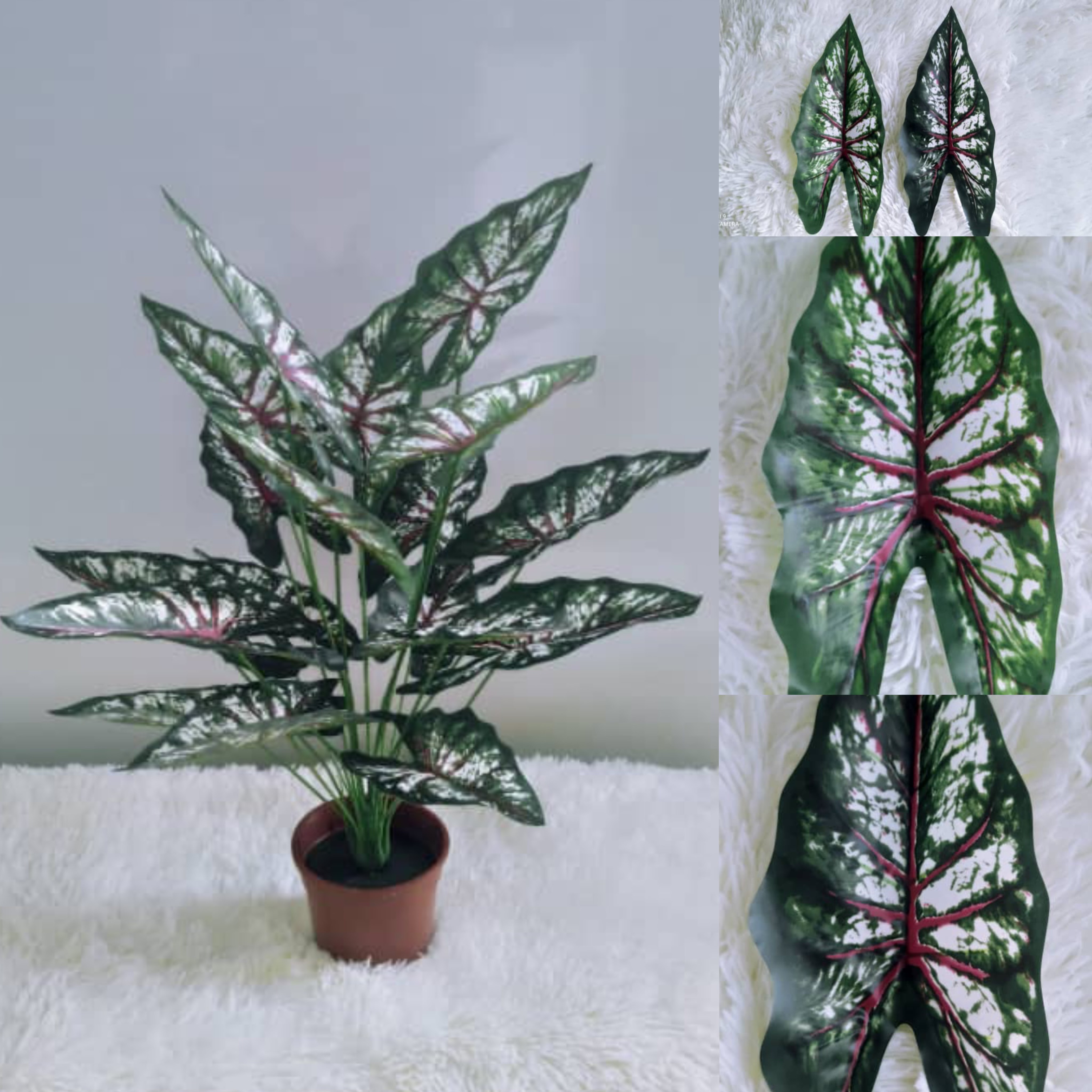 18 Heads Alocasia with Pot (70cm) | Trees & Plants