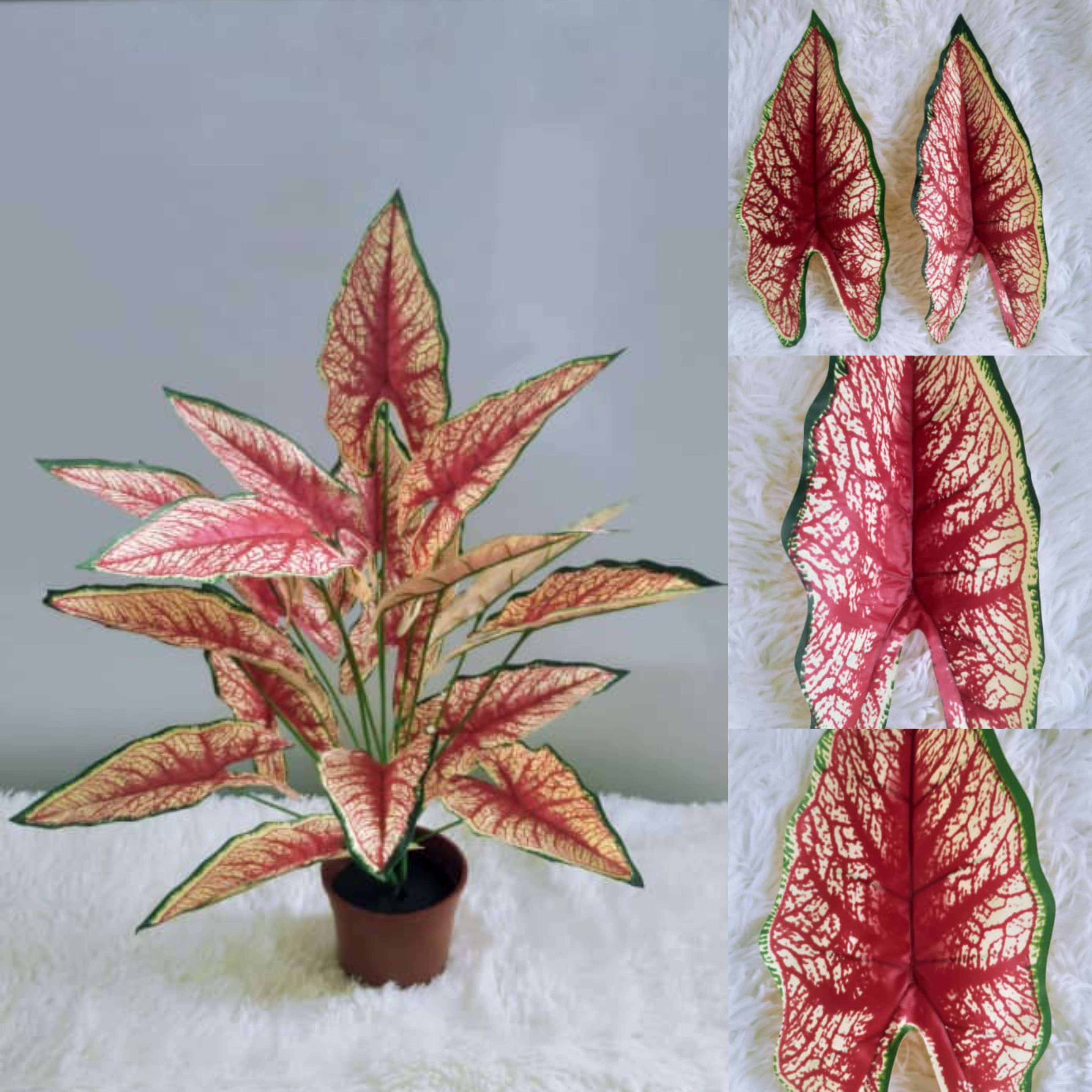 18 Heads Alocasia with Pot (70cm) | Trees & Plants
