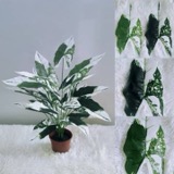 18 Heads Alocasia with Pot (70cm) | Trees & Plants