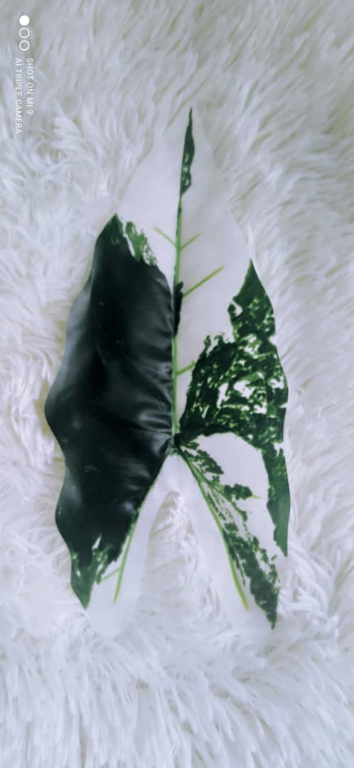 18 Heads Alocasia with Pot (70cm) | Trees & Plants