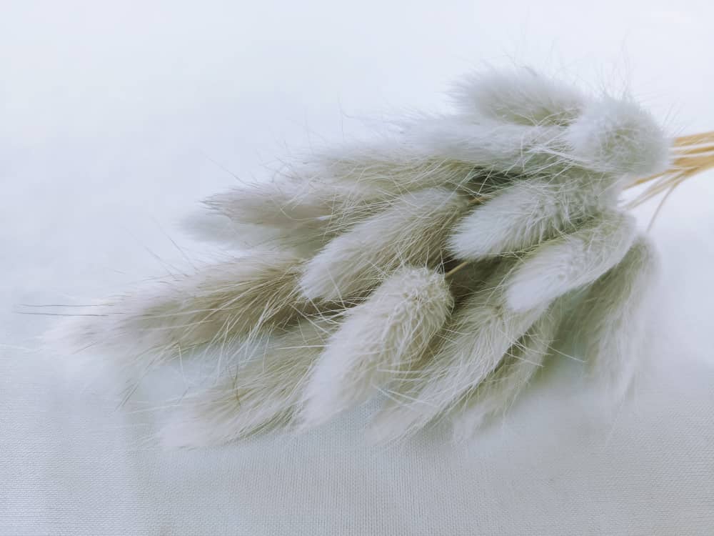 TWC Dry Flower（Bunny's tail grass) 兔尾草 | Dried Flowers