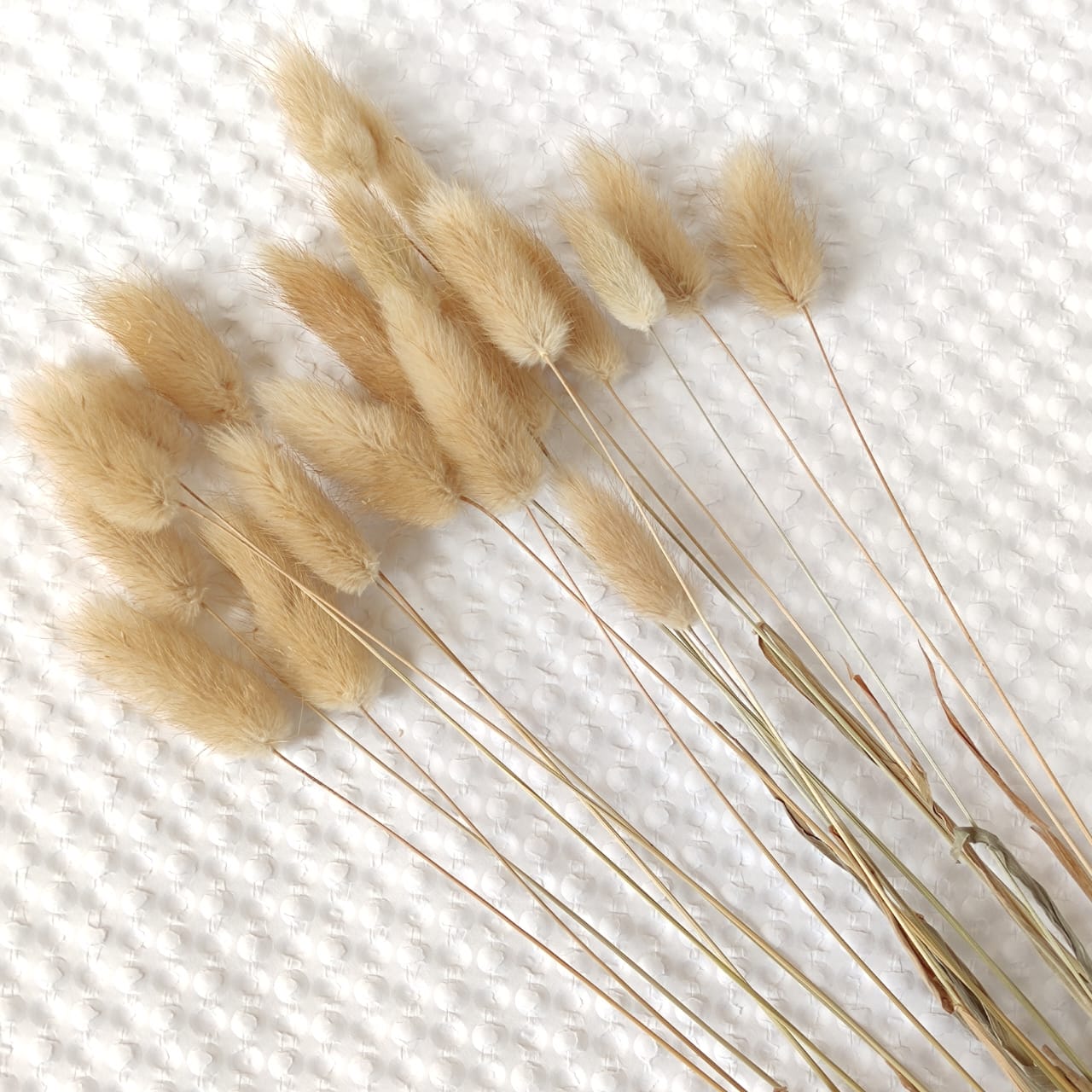 TWC Dry Flower（Bunny's tail grass) 兔尾草 | Dried Flowers