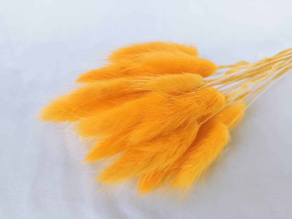 TWC Dry Flower（Bunny's tail grass) 兔尾草 | Dried Flowers