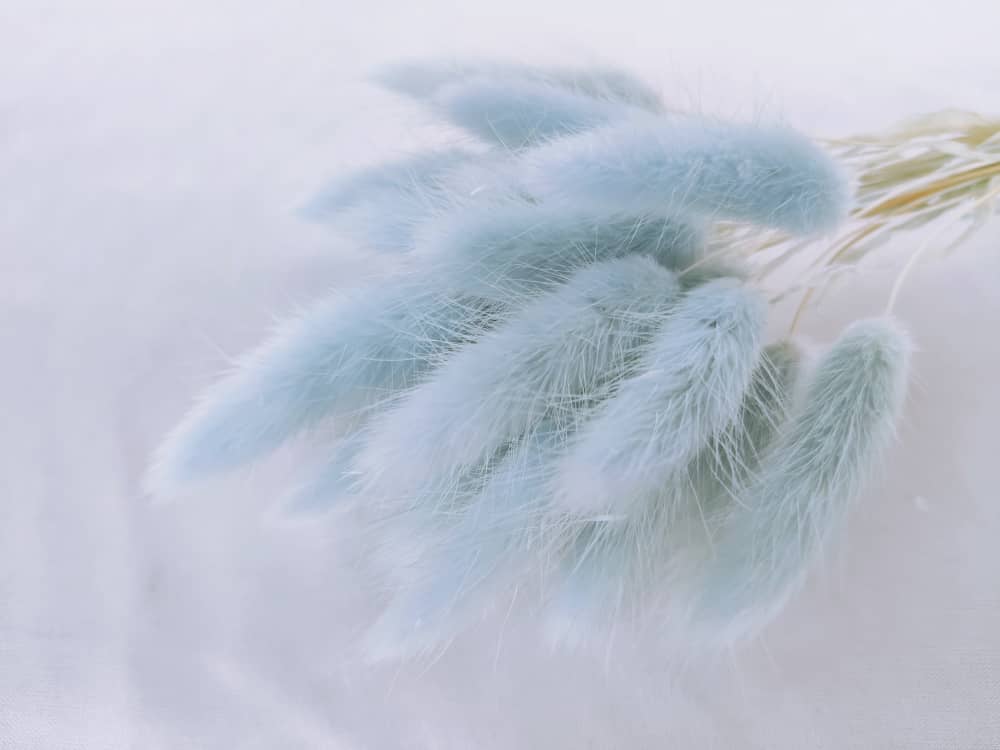 TWC Dry Flower（Bunny's tail grass) 兔尾草 | Dried Flowers