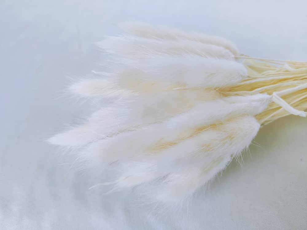 TWC Dry Flower（Bunny's tail grass) 兔尾草 | Dried Flowers