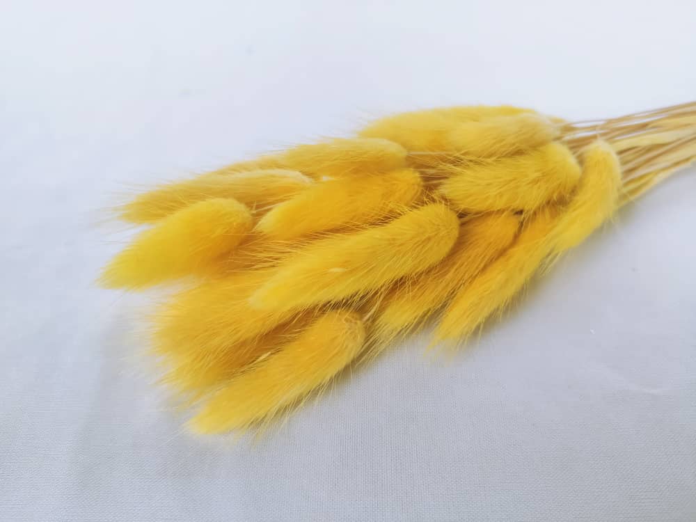 TWC Dry Flower（Bunny's tail grass) 兔尾草 | Dried Flowers