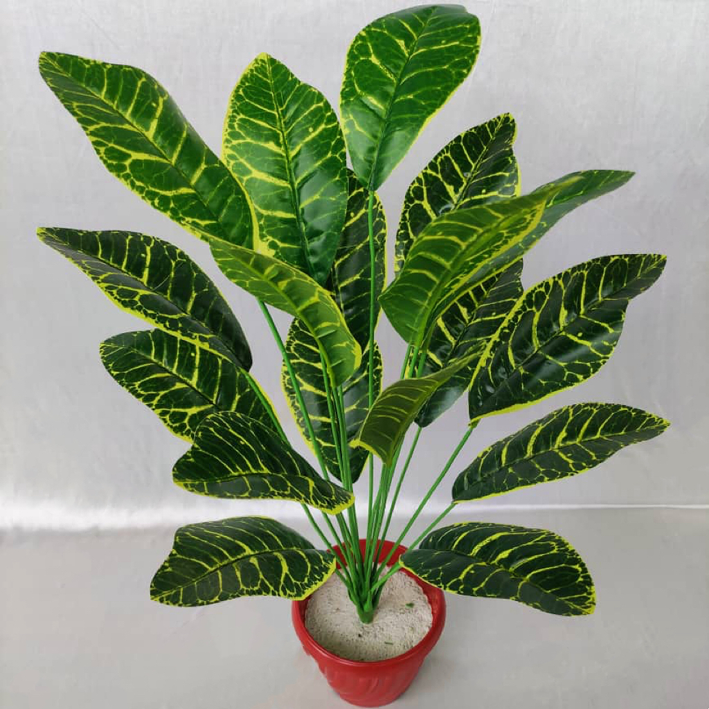 9 Heads Codiaeum 9头变叶木 | Trees & Plants