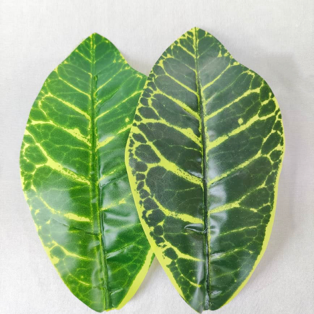 9 Heads Codiaeum 9头变叶木 | Trees & Plants