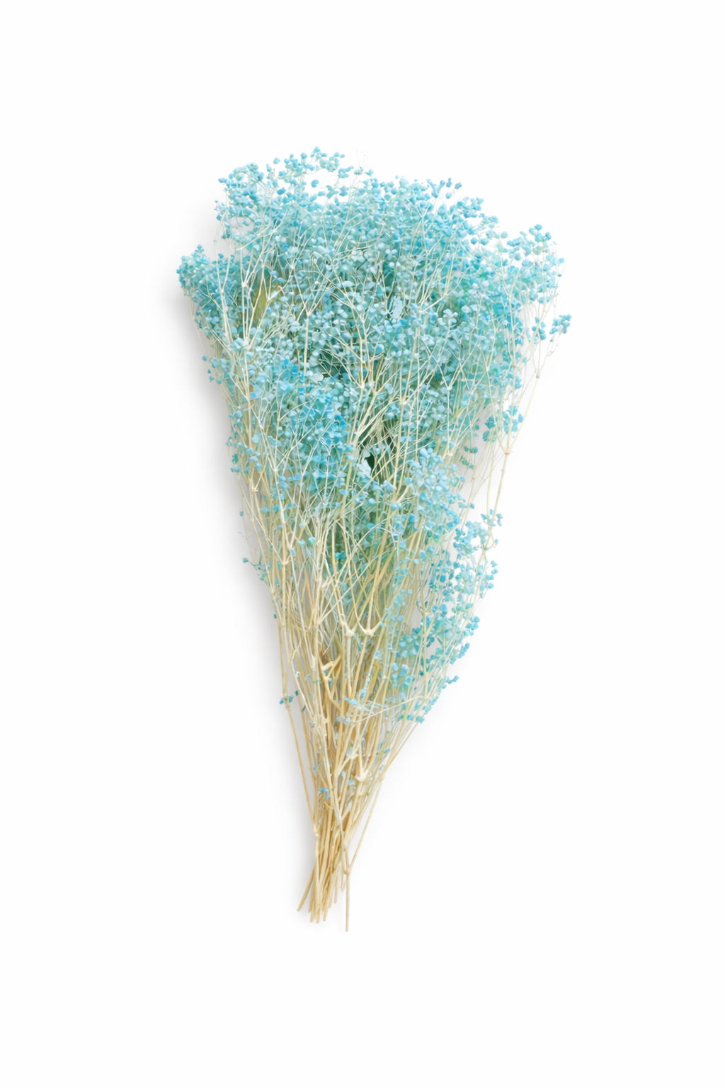 Eternal Baby's Breath Gypsophila 梦幻满天星 | Dried Flowers