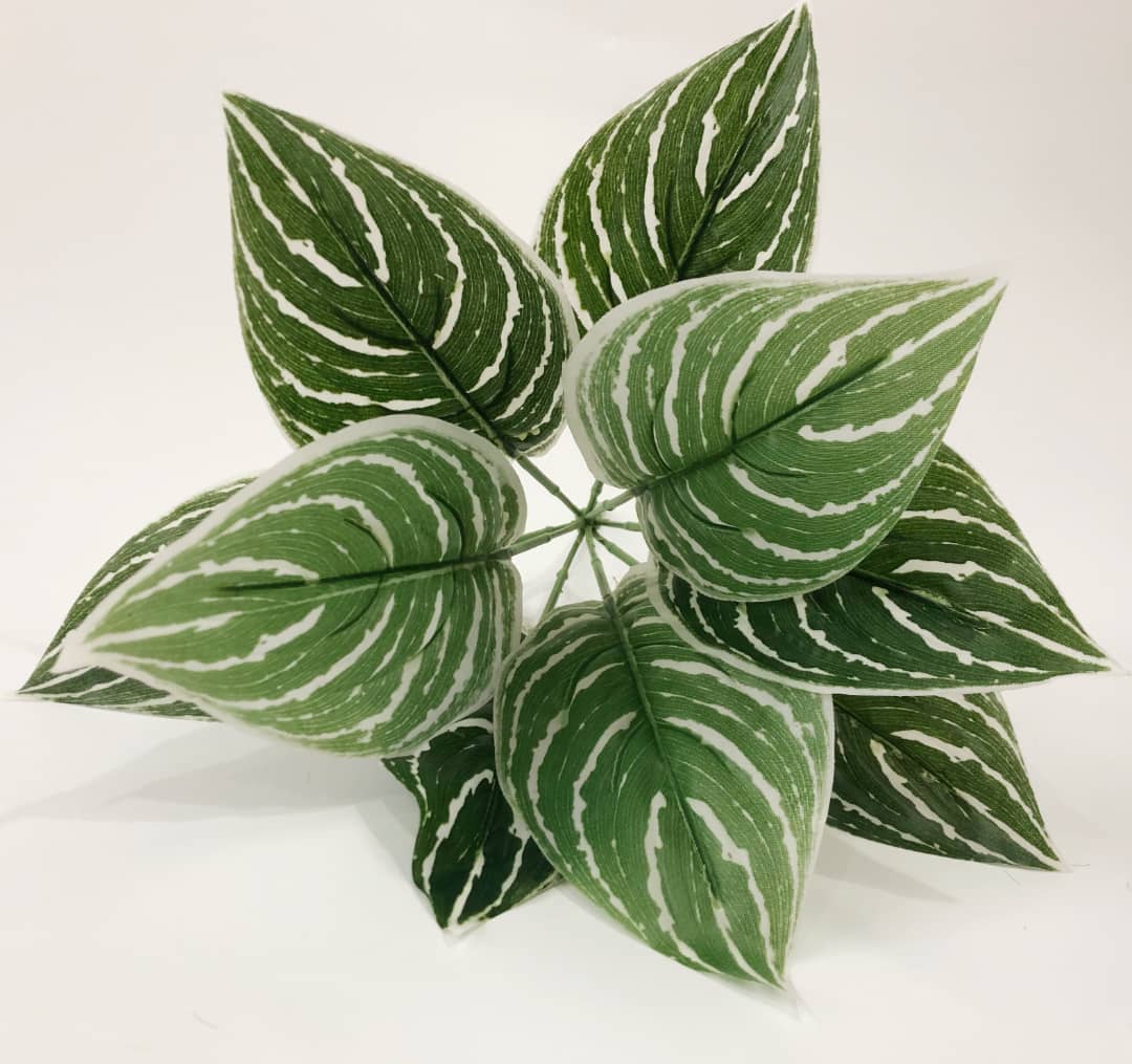 9 Heads Dieffenbachia(Dumb canes) 9头花叶万年青 | Trees & Plants