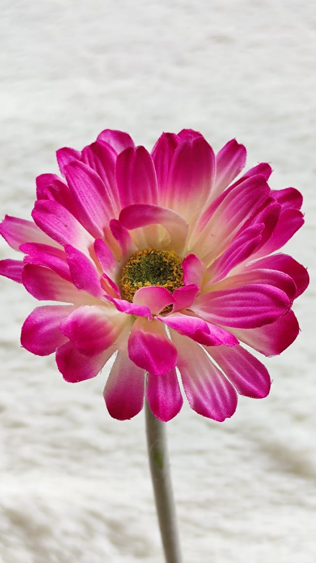 Gerbera (40cm）非洲菊 中粉色-Beauty Pink | Short Flowers