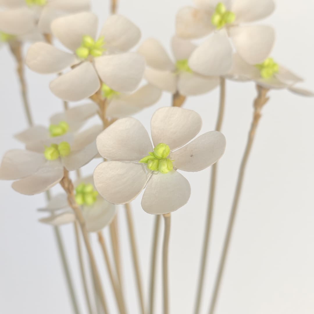 Violet (Dried) 紫罗兰  | Dried Flowers