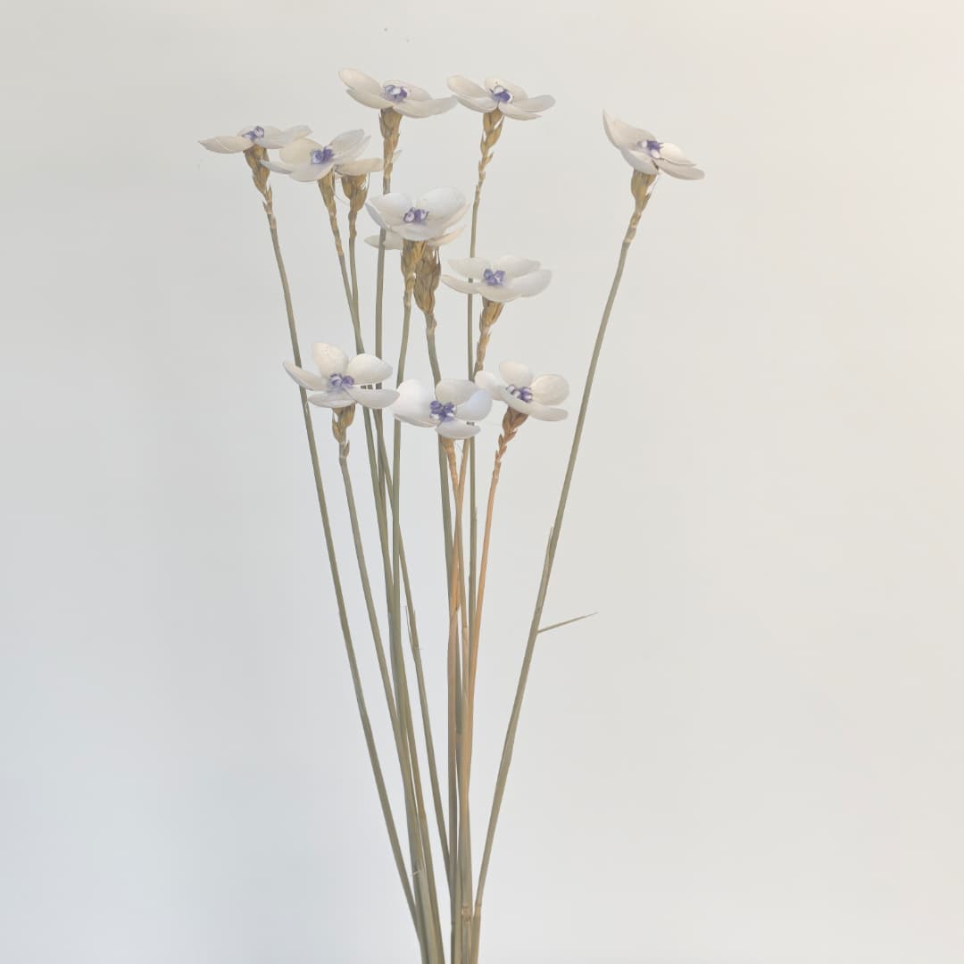 Violet (Dried) 紫罗兰  | Dried Flowers