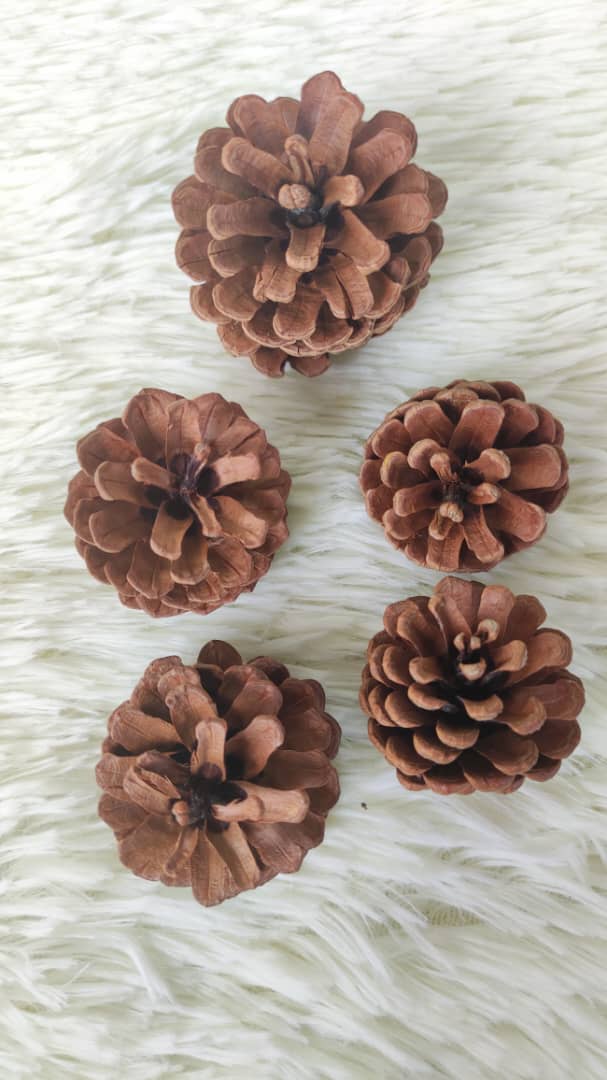 Pine cone (Small) 松果-Brown | Decorative Accessories