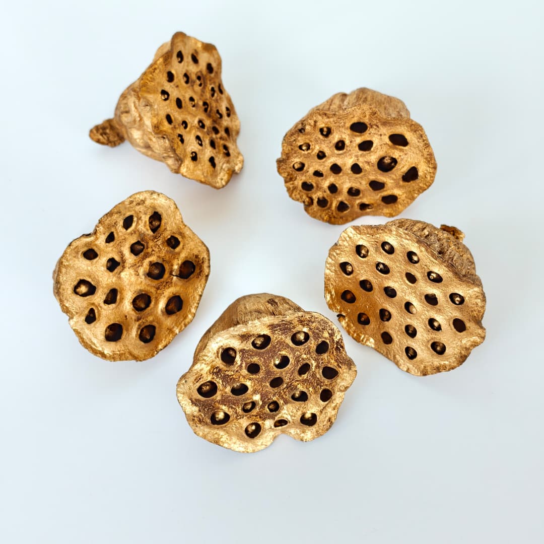 Lotus Seed Pod 风干莲蓬 金色-Gold | Decorative Accessories