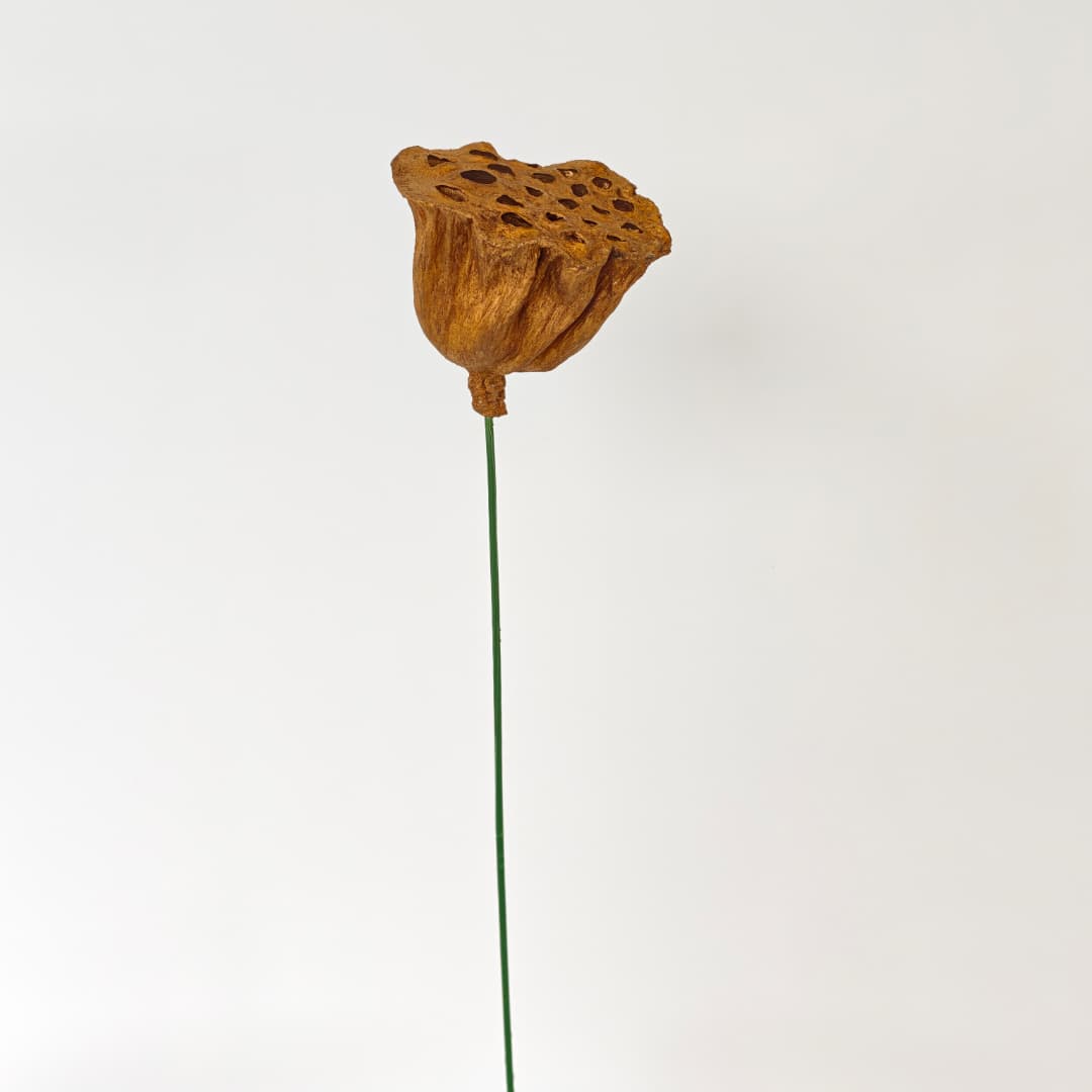 Lotus Seed Pod 风干莲蓬 金色-Gold | Decorative Accessories