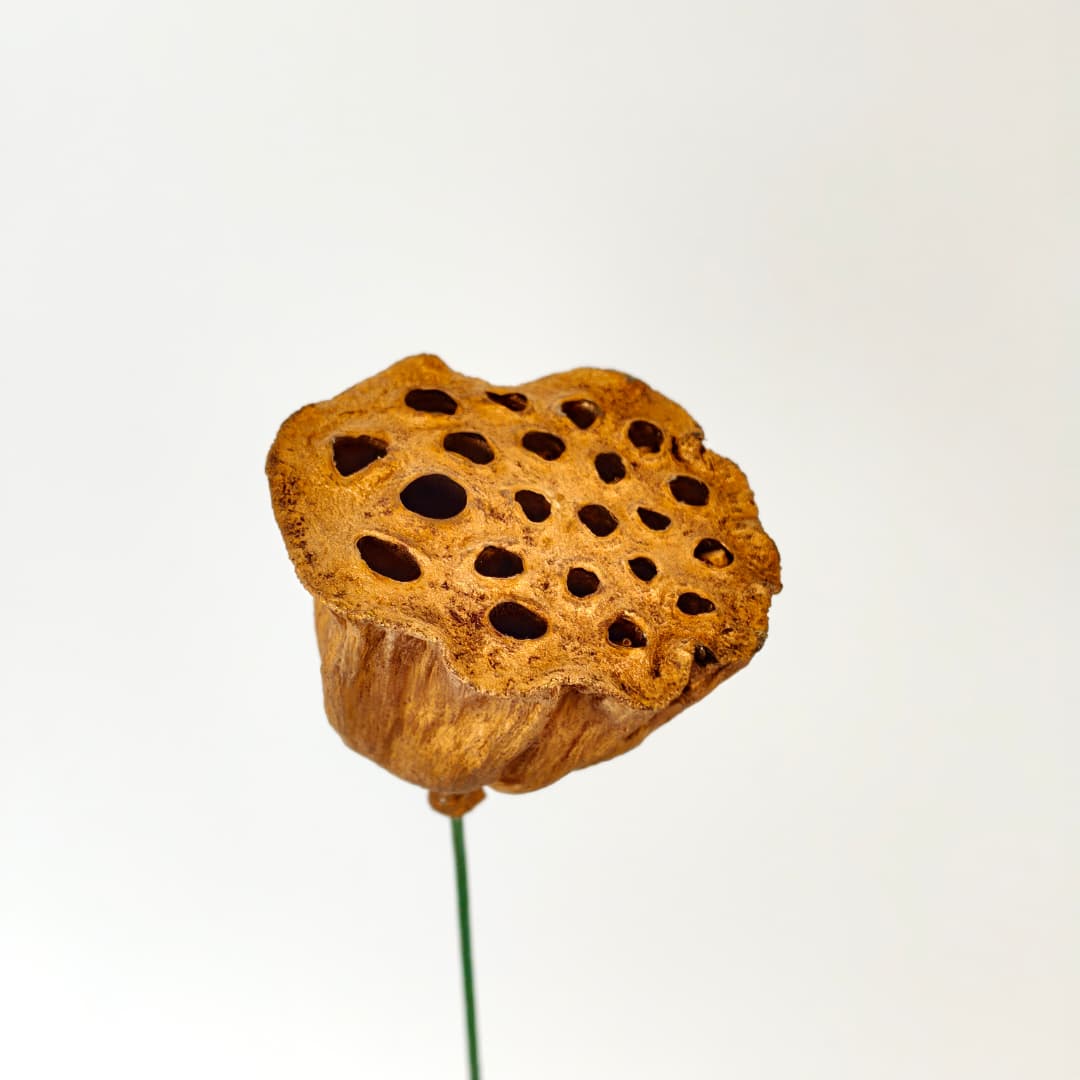 Lotus Seed Pod 风干莲蓬 金色-Gold | Decor & Handcraft