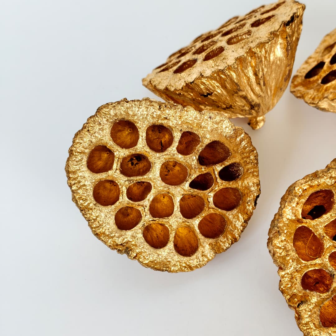 Lotus Seed Pod 风干莲蓬 金色-Gold | Decor & Handcraft