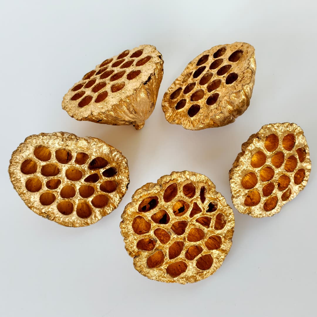 Lotus Seed Pod 风干莲蓬 金色-Gold | Decorative Accessories