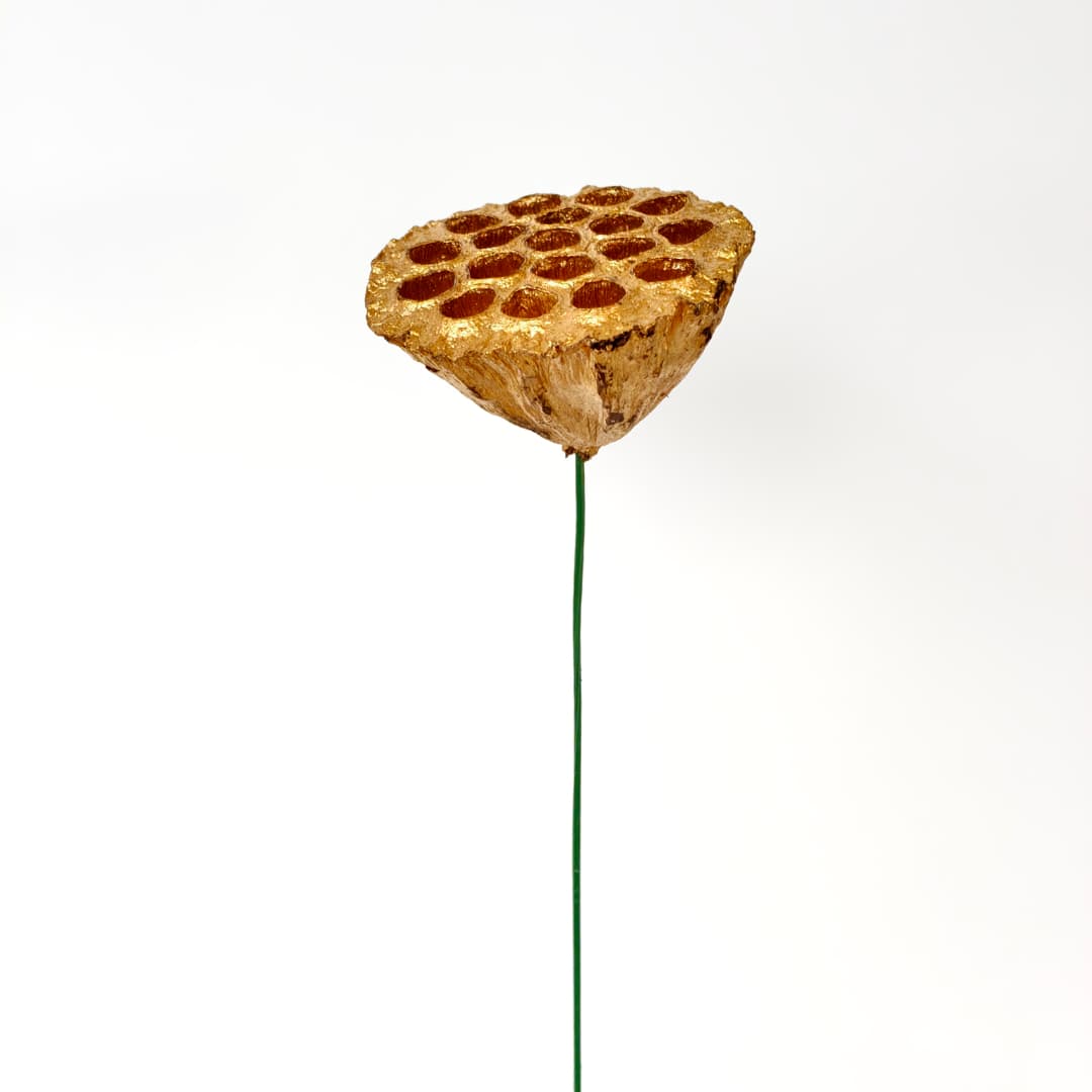 Lotus Seed Pod 风干莲蓬 金色-Gold | Decorative Accessories