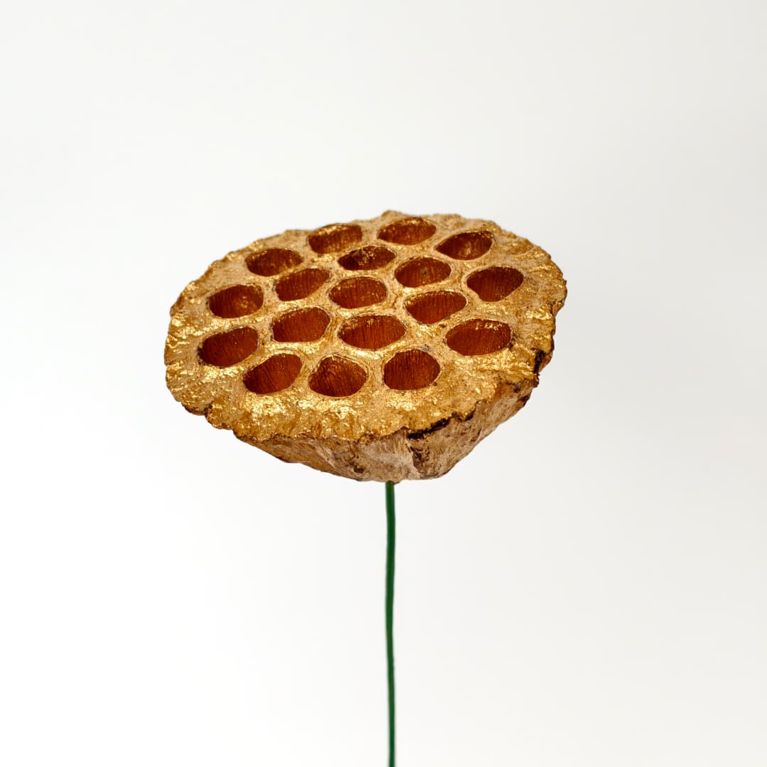 Lotus Seed Pod 风干莲蓬 金色-Gold | Decorative Accessories