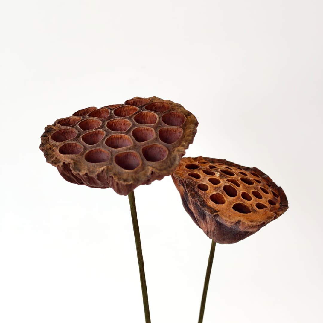 Lotus Seed Pod 风干莲蓬 褐色-Brown | Decorative Accessories