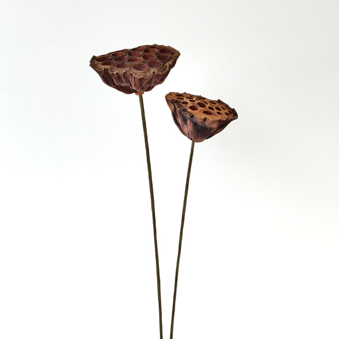 Lotus Seed Pod 风干莲蓬 褐色-Brown | Decor & Handcraft