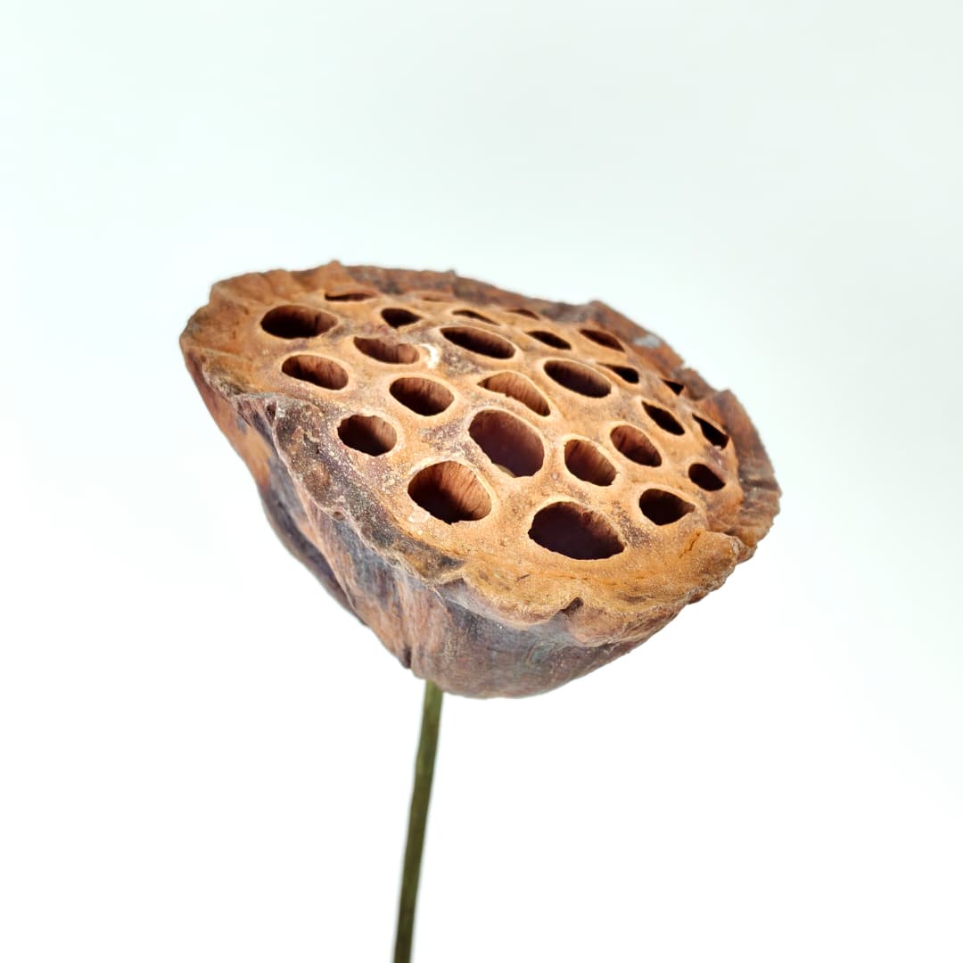 Lotus Seed Pod 风干莲蓬 褐色-Brown | Decorative Accessories