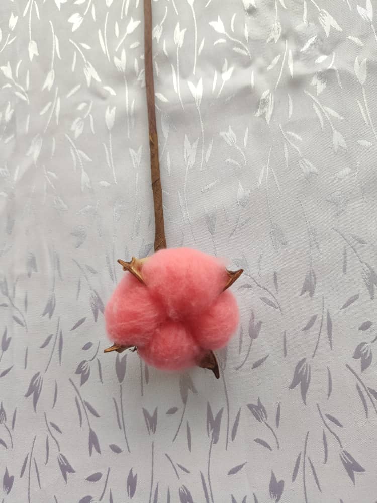 Cotton Flower | Dried Flowers
