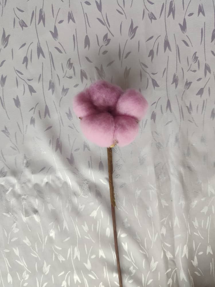 Cotton Flower | Dried Flowers