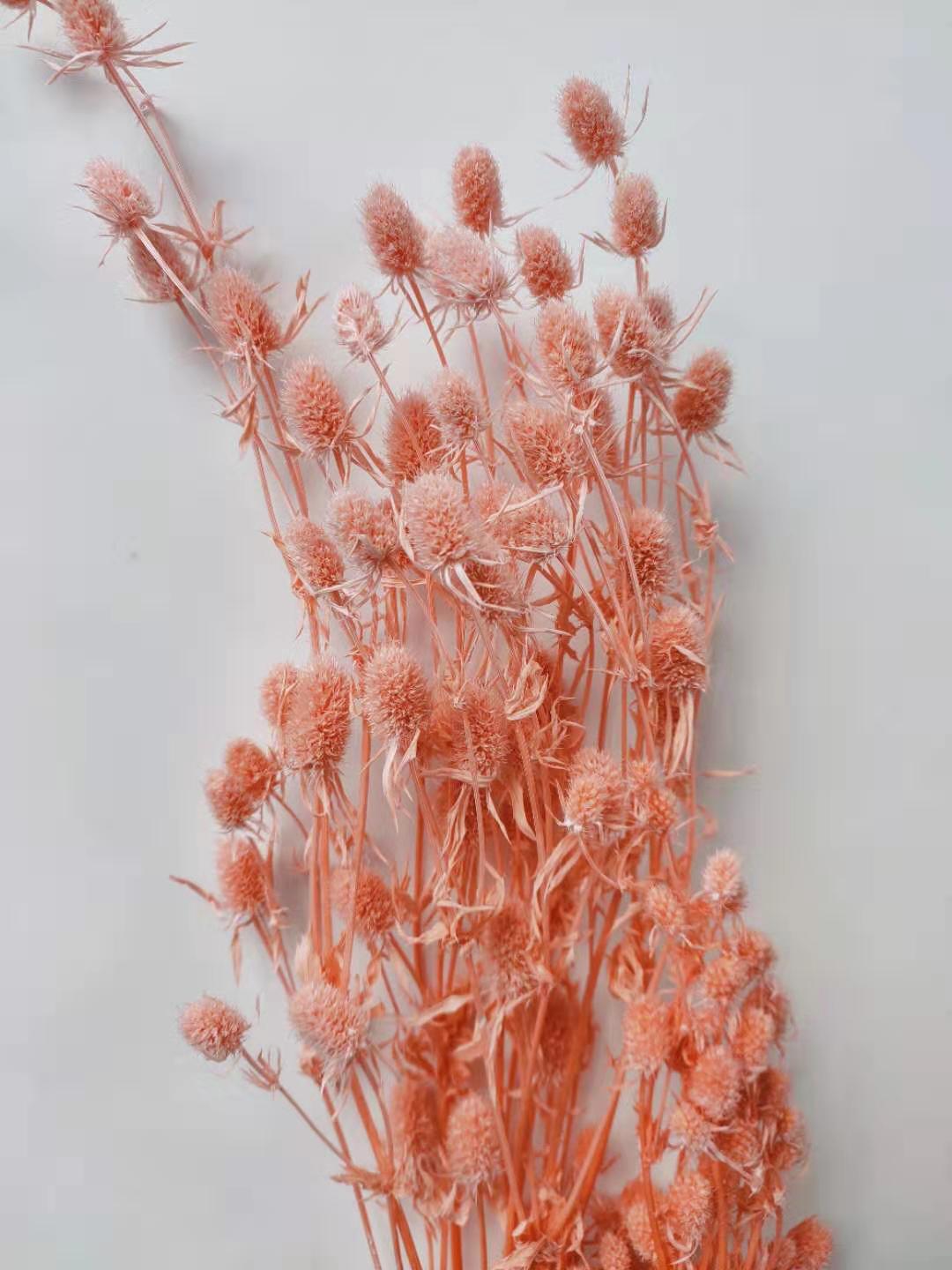 永生情人果 | Dried Flowers