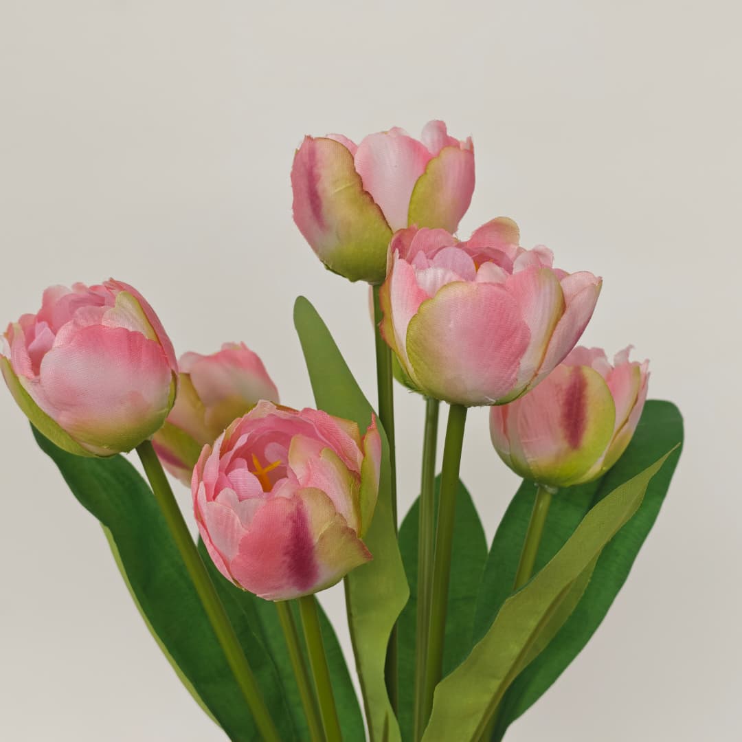 Tulip x 7 (42cm) | Short Flowers
